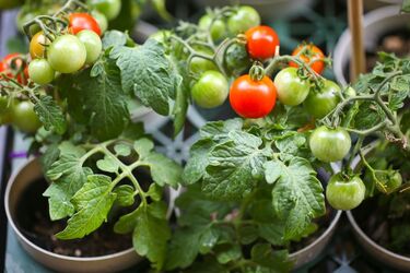 В Україні подорожчав популярний овоч: скільки коштує