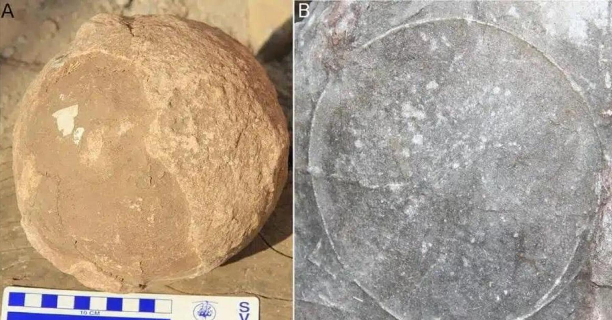 В Индии обнаружили гнездо динозавров с 256 яйцами (фото)