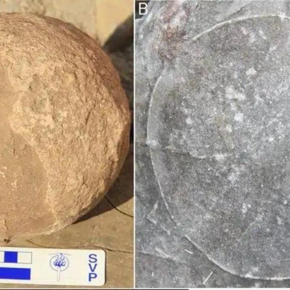 В Індії знайшли гніздо динозаврів із 256 яйцями (фото)