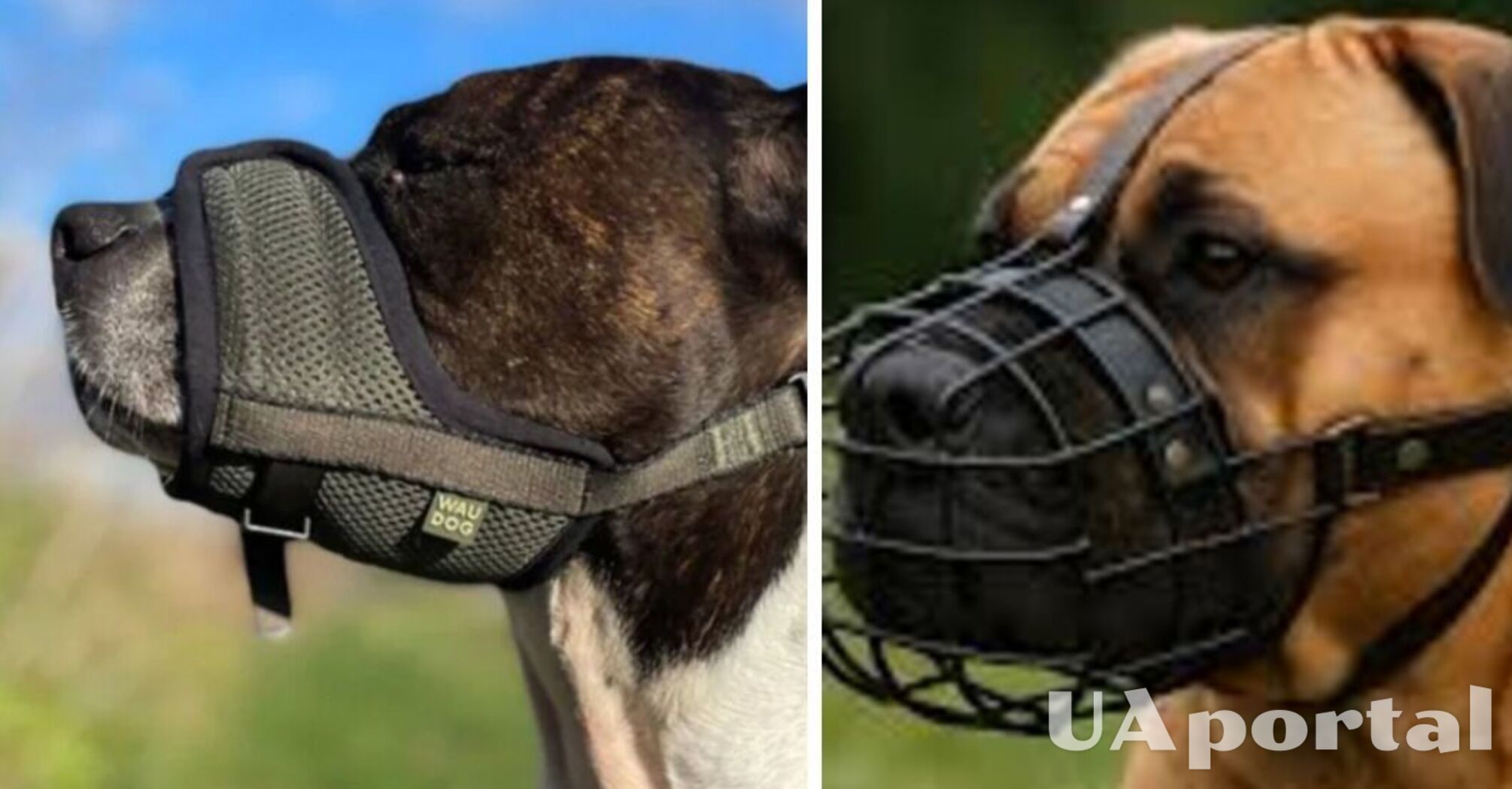 Какие породы собак должны носить намордник и какой штраф ждет хозяина-нарушителя