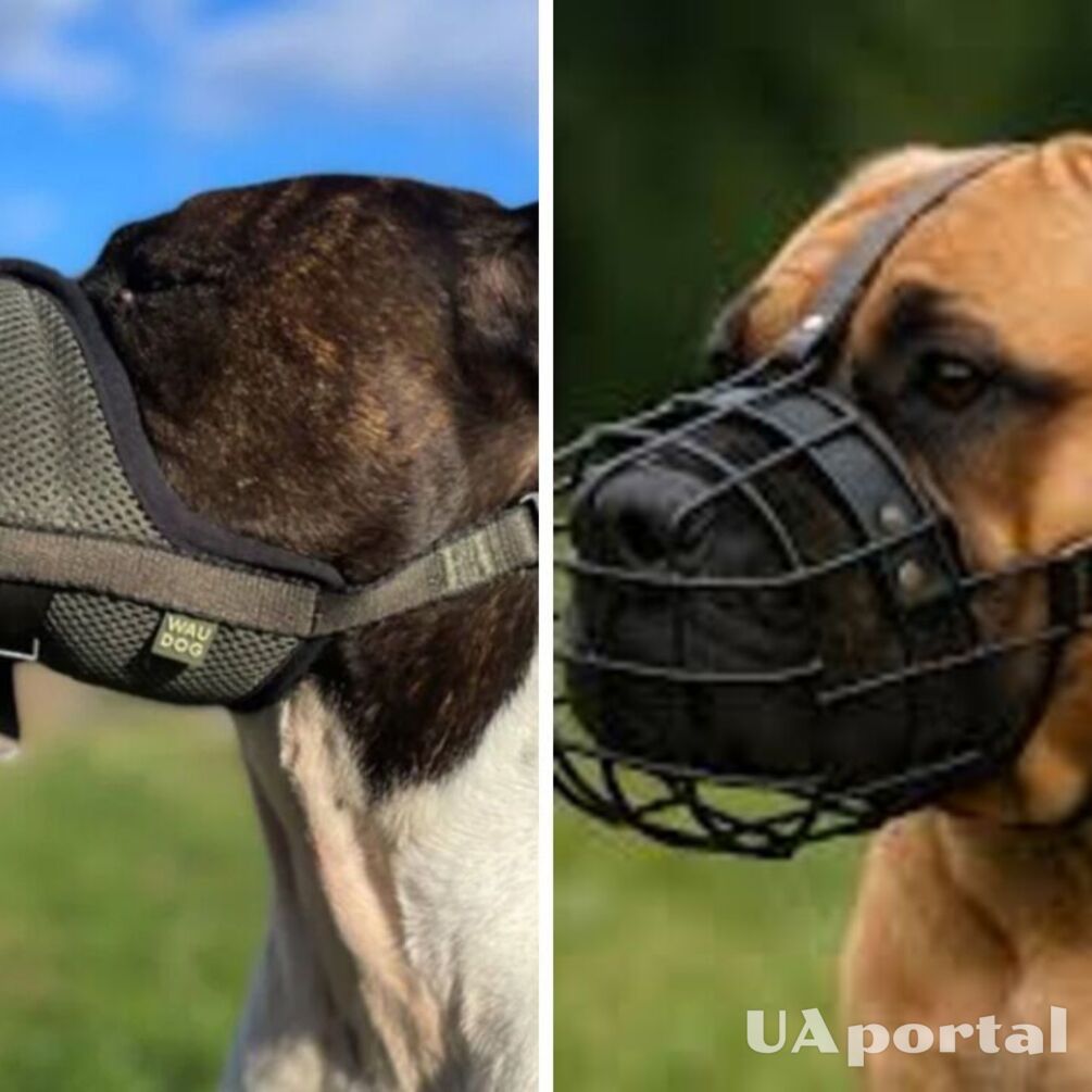 Какие породы собак должны носить намордник и какой штраф ждет хозяина-нарушителя