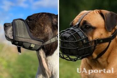Які породи собак мають носити намордник та який штраф чекає господаря-порушника