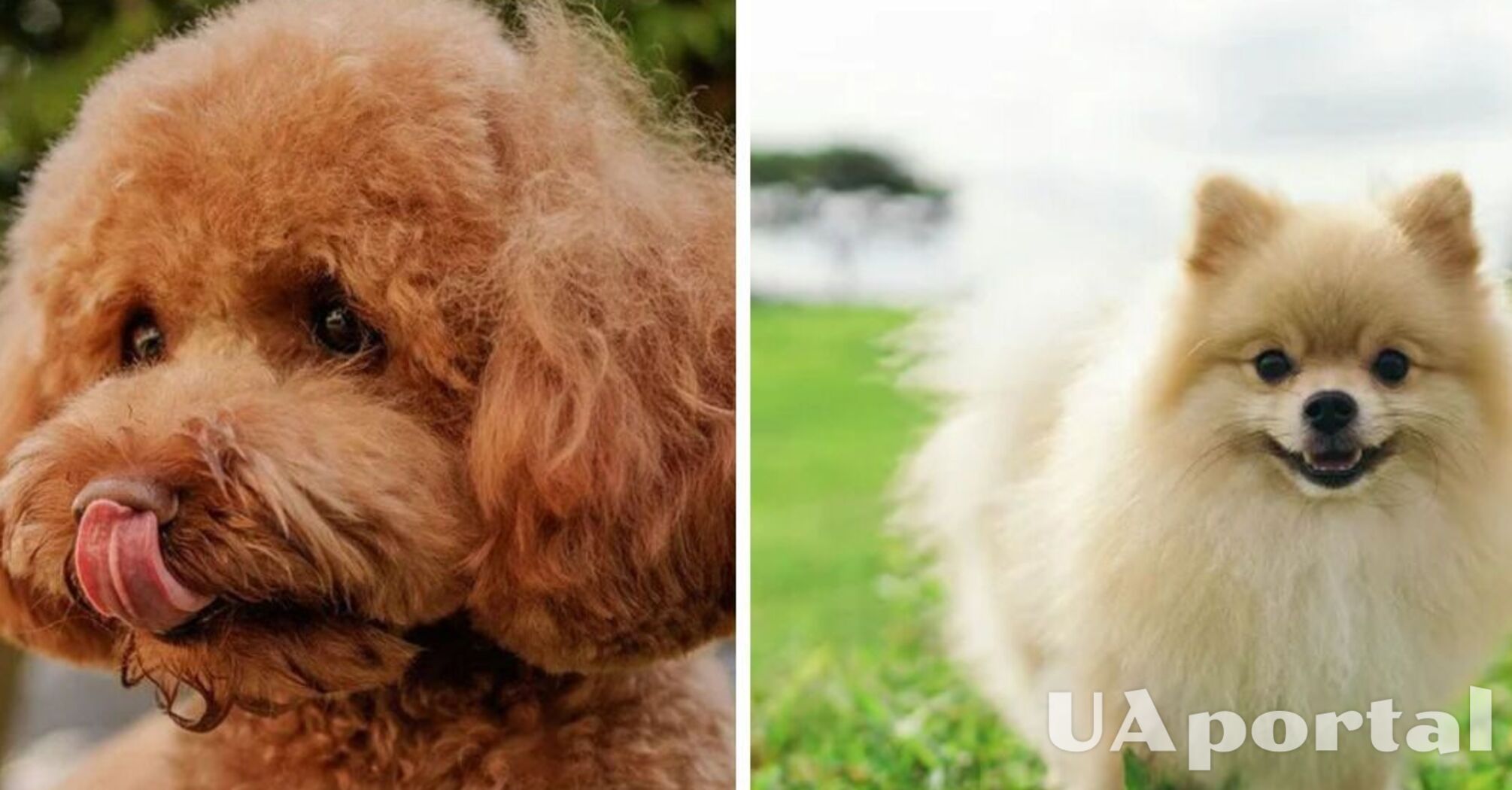 Це підходить не усім: які мінуси утримання собаки