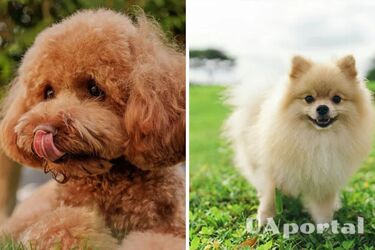 Это подходит не всем: какие минусы содержания собаки