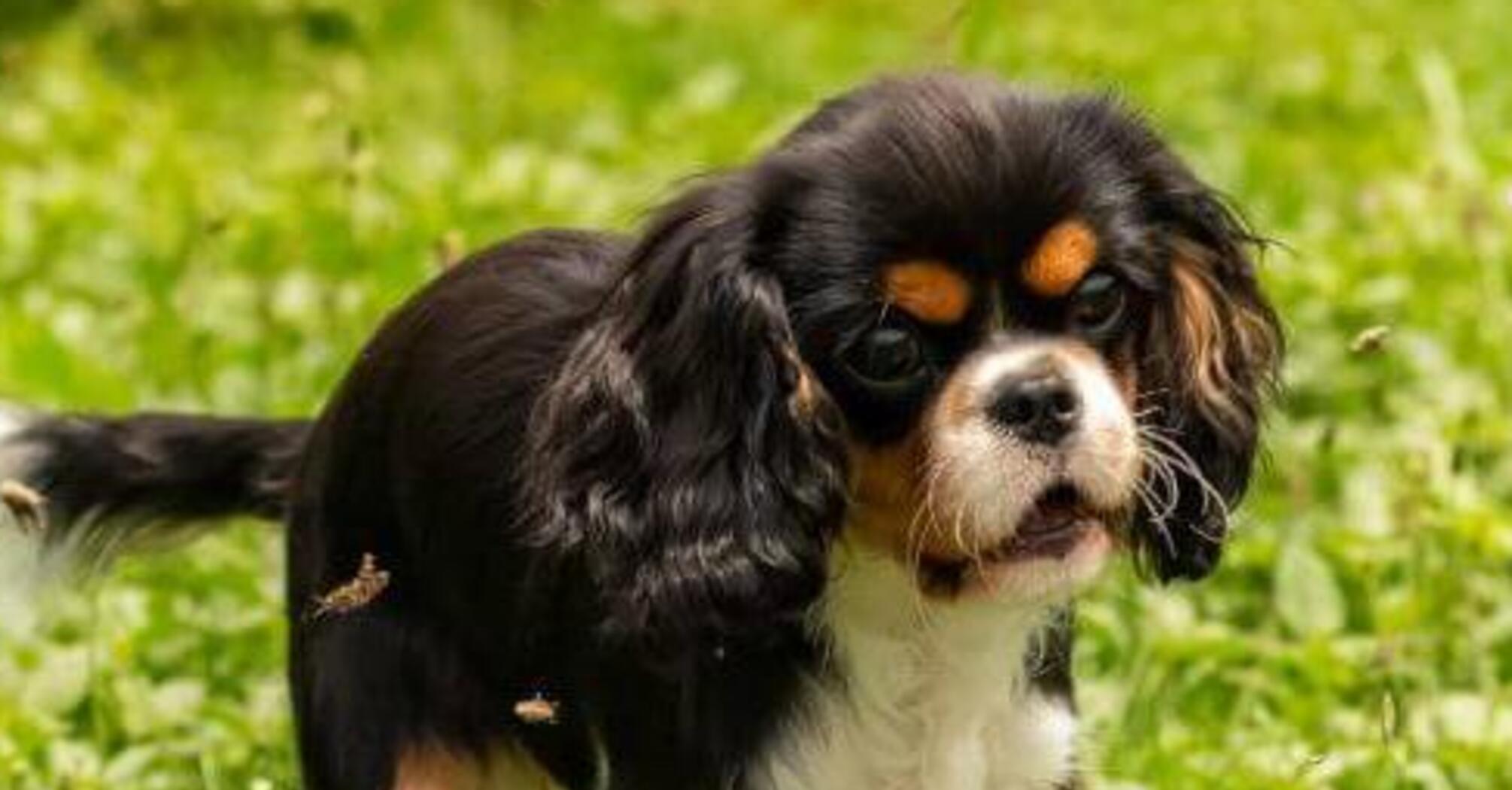 Конфліктів не буде: які породи собак добре ладнають з котами  