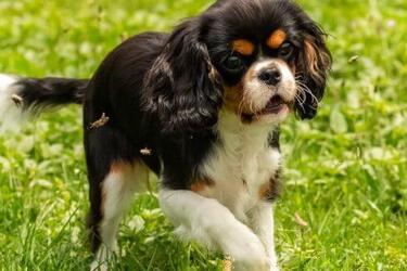 Конфліктів не буде: які породи собак добре ладнають з котами