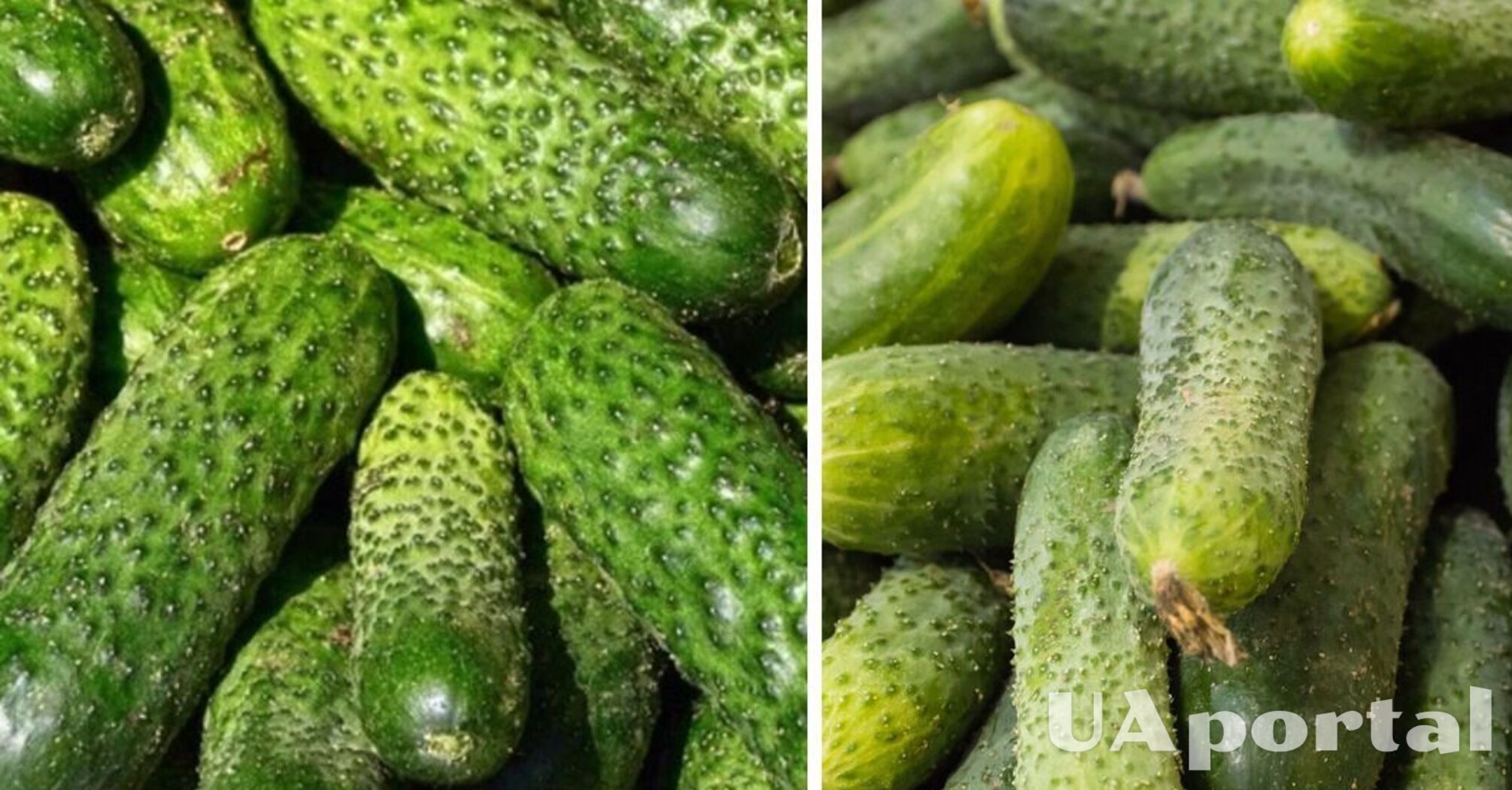 В Україні подешевшав популярний овоч: скільки коштує