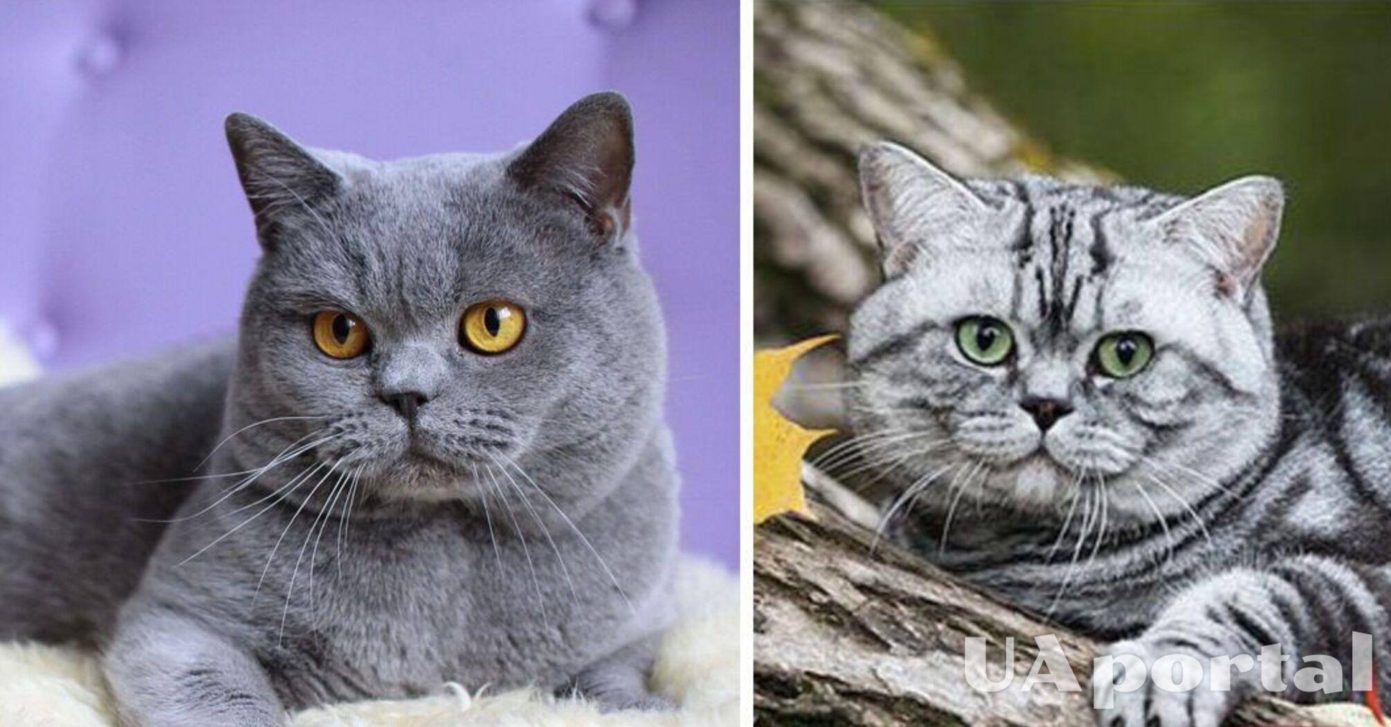 Не потребує багато уваги та почувається комфортно у маленькому просторі: яка порода котів підходить для квартири  