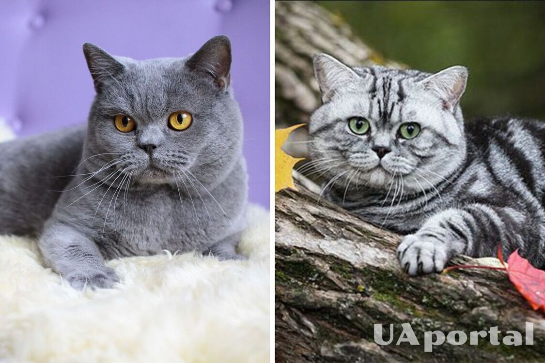 Не потребує багато уваги та почувається комфортно у маленькому просторі: яка порода котів підходить для квартири