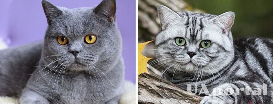 Не требует много внимания и чувствует себя комфортно в маленьком пространстве: какая порода кошек подходит для квартиры