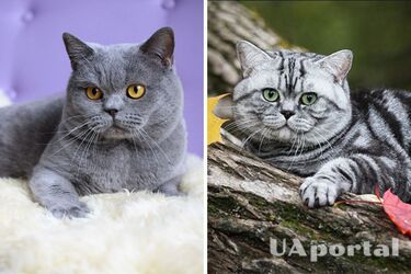 Не потребує багато уваги та почувається комфортно у маленькому просторі: яка порода котів підходить для квартири