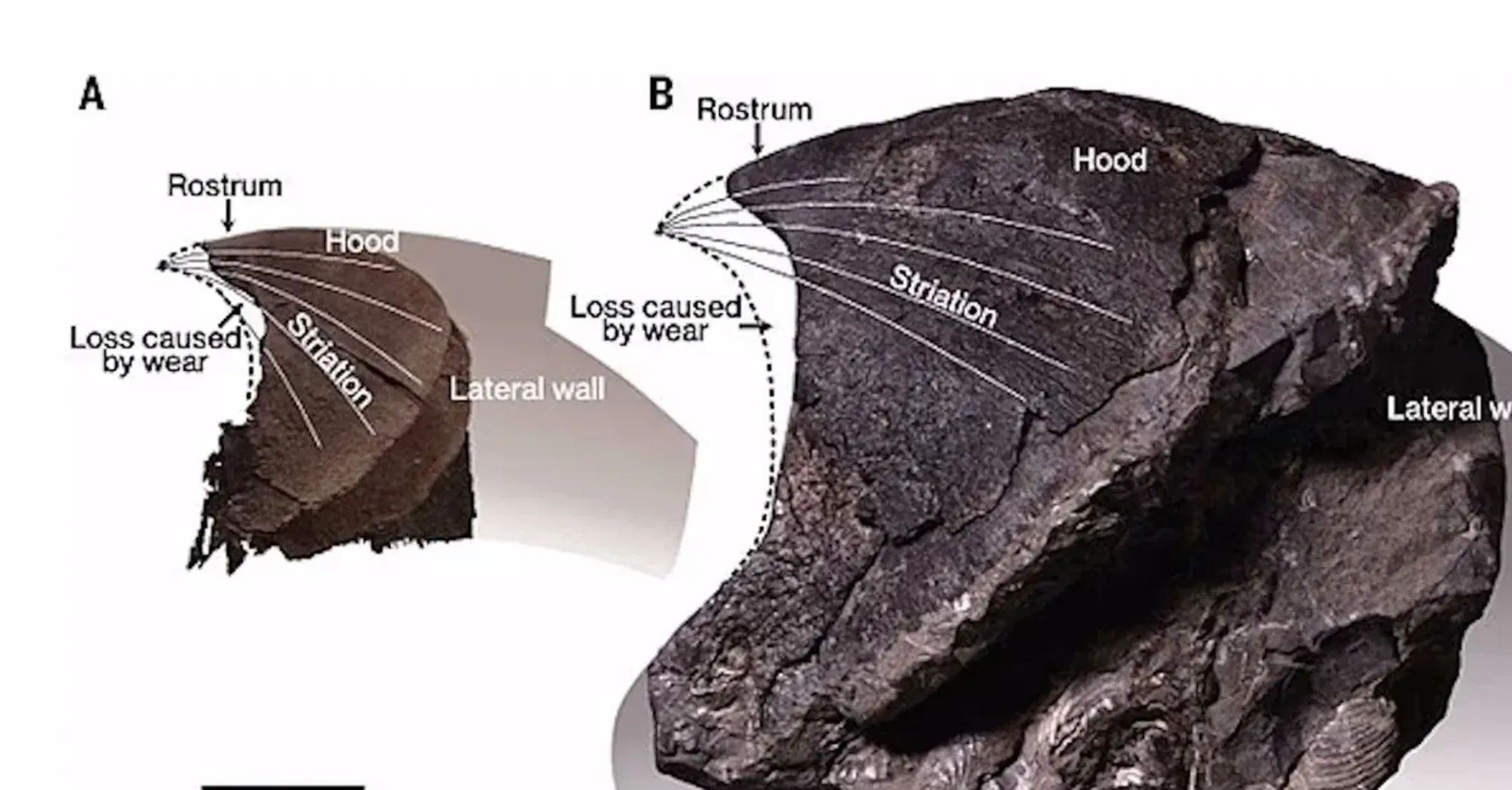 Сягав розміру кашалота: вчені відкрили новий вид восьминогів, які жили 72 мільйони років тому (фото)  