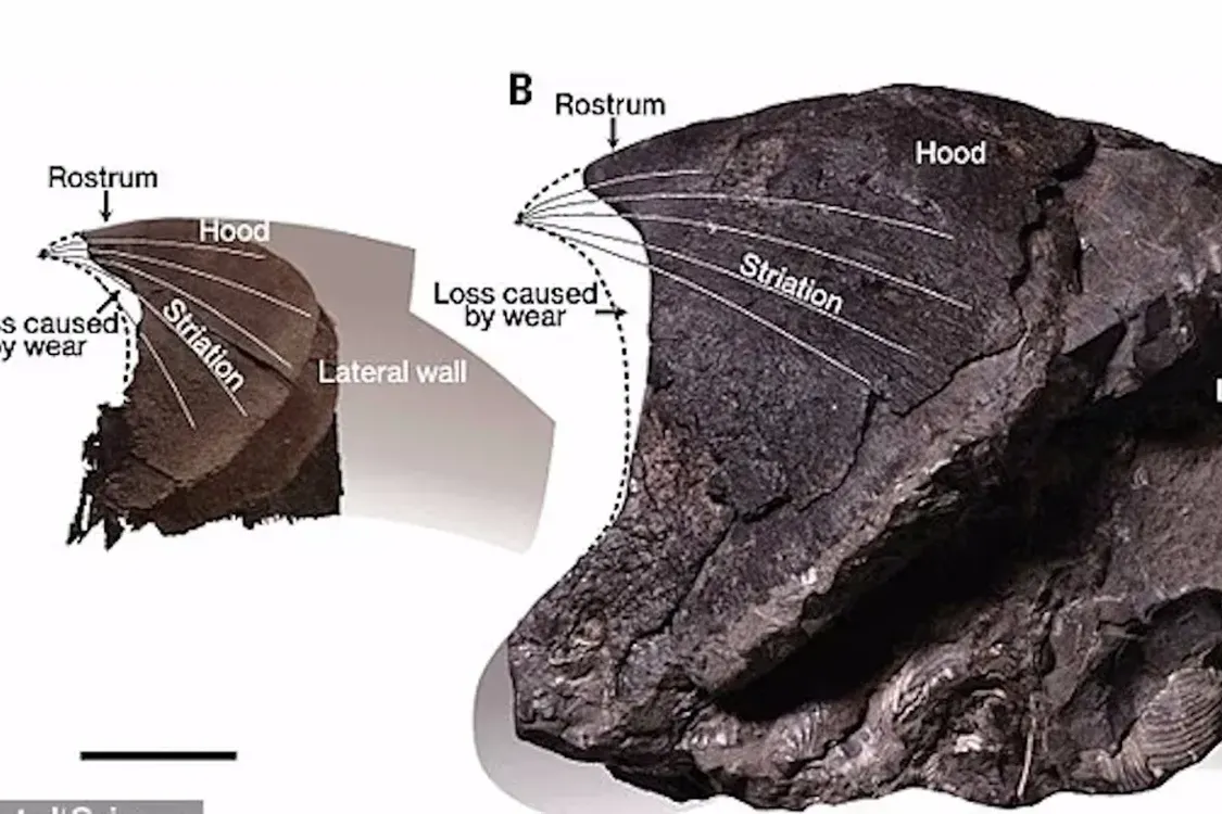 Доходил до размера кашалота: ученые открыли новый вид осьминогов, живших 72 миллиона лет назад (фото)