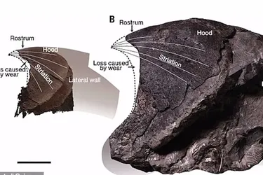 Доходил до размера кашалота: ученые открыли новый вид осьминогов, живших 72 миллиона лет назад (фото)