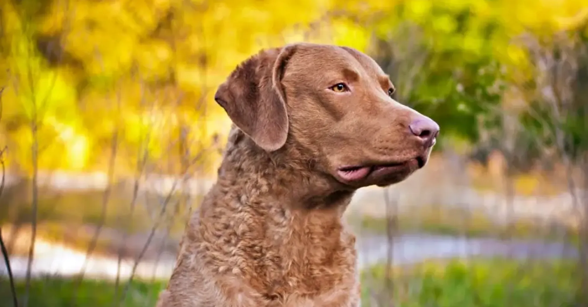 Идеальные для новичков: какие породы собак подходят начинающим