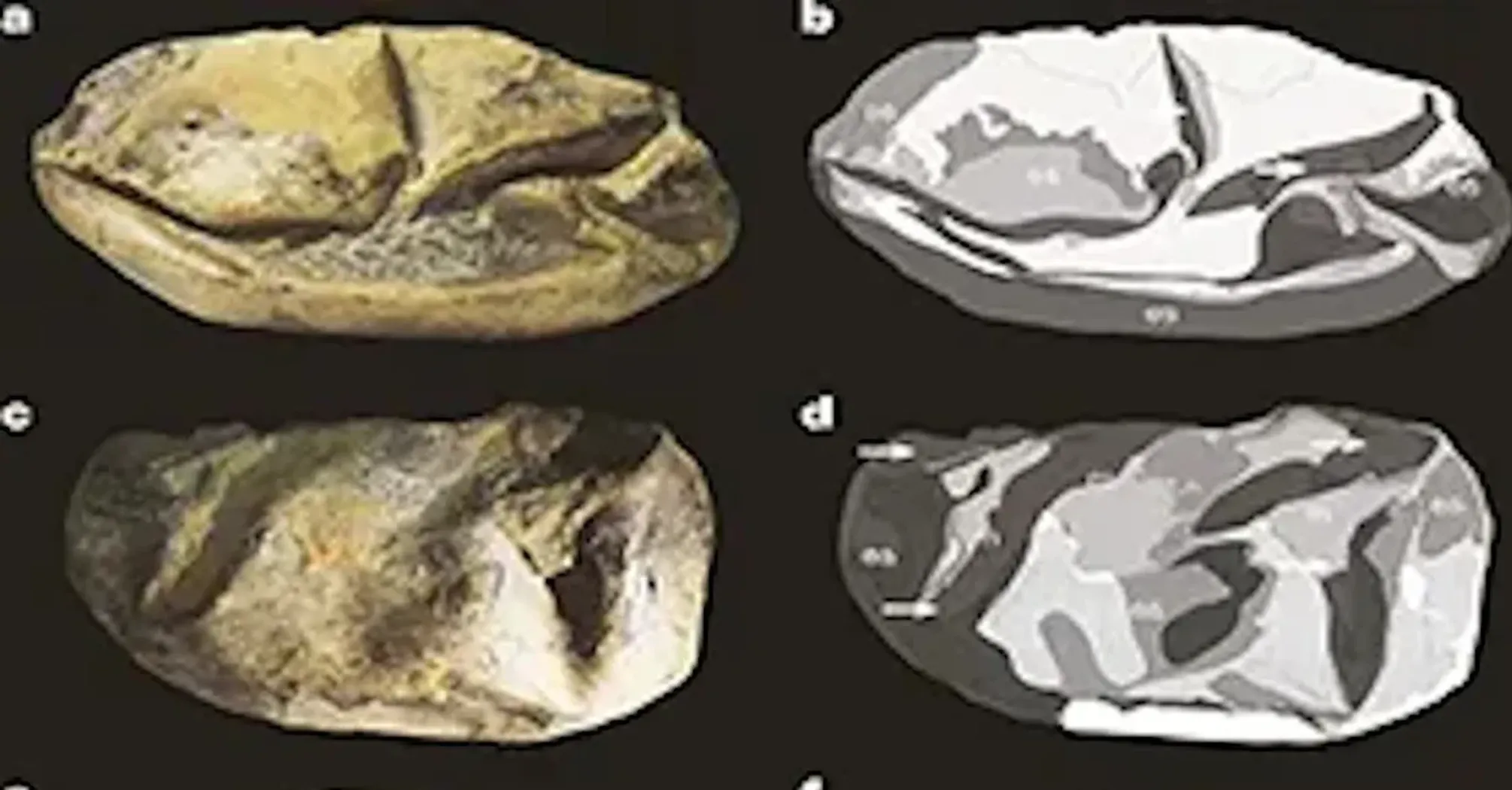 В Антарктиде нашли 'Вещь' – гигантское яйцо в возрасте 68 миллионов лет (фото)