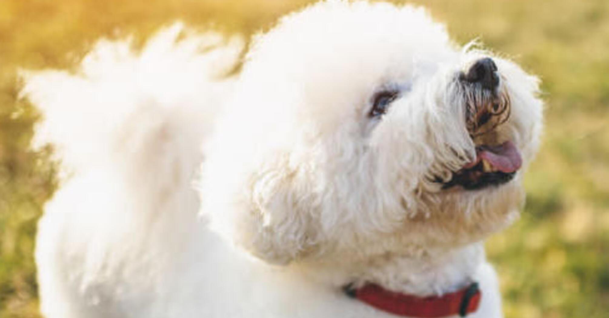 Спокійні та легко піддаються дресируванню: топ порід собак для початківців   