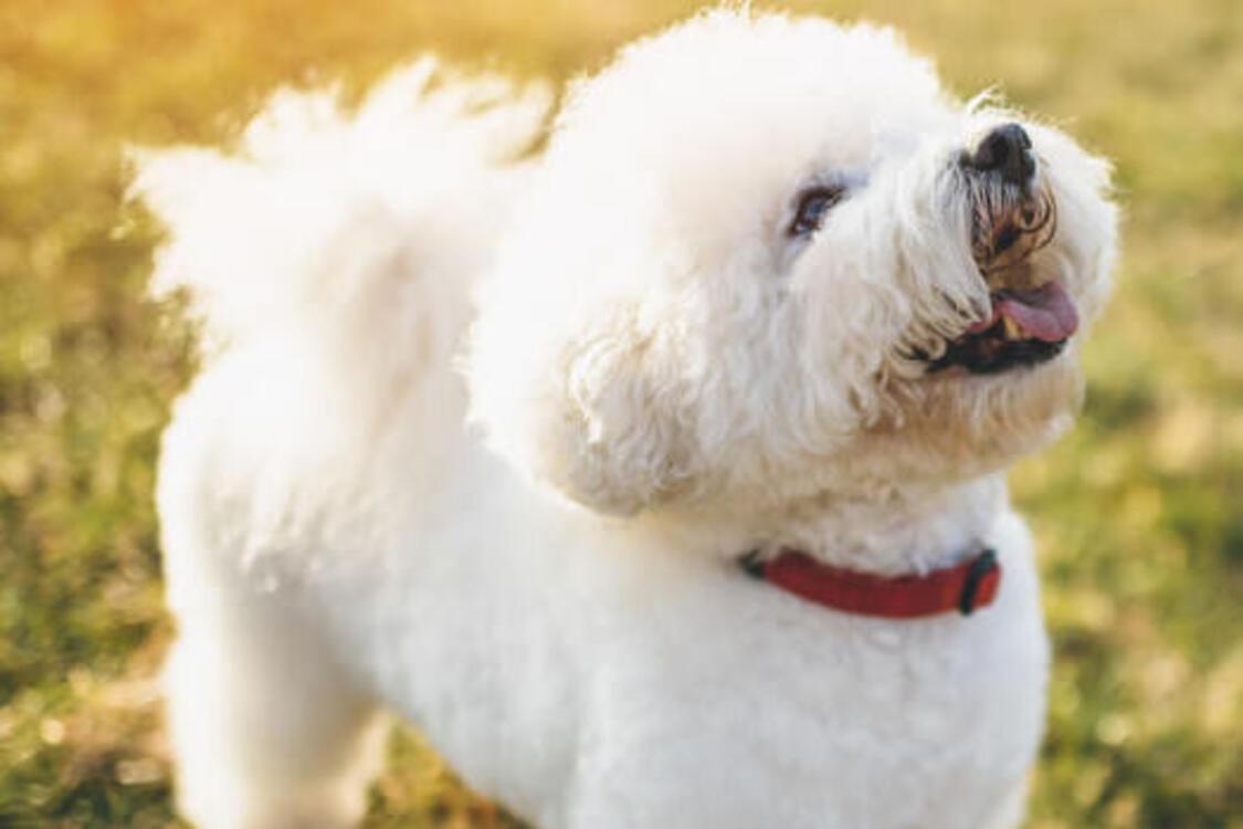 Спокойны и легко поддаются дрессировке: топ пород собак для начинающих