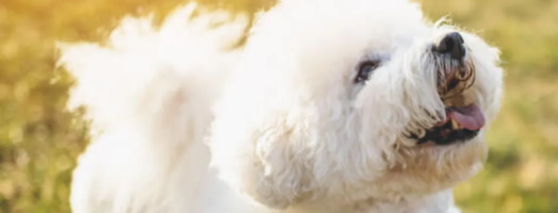 Спокойны и легко поддаются дрессировке: топ пород собак для начинающих