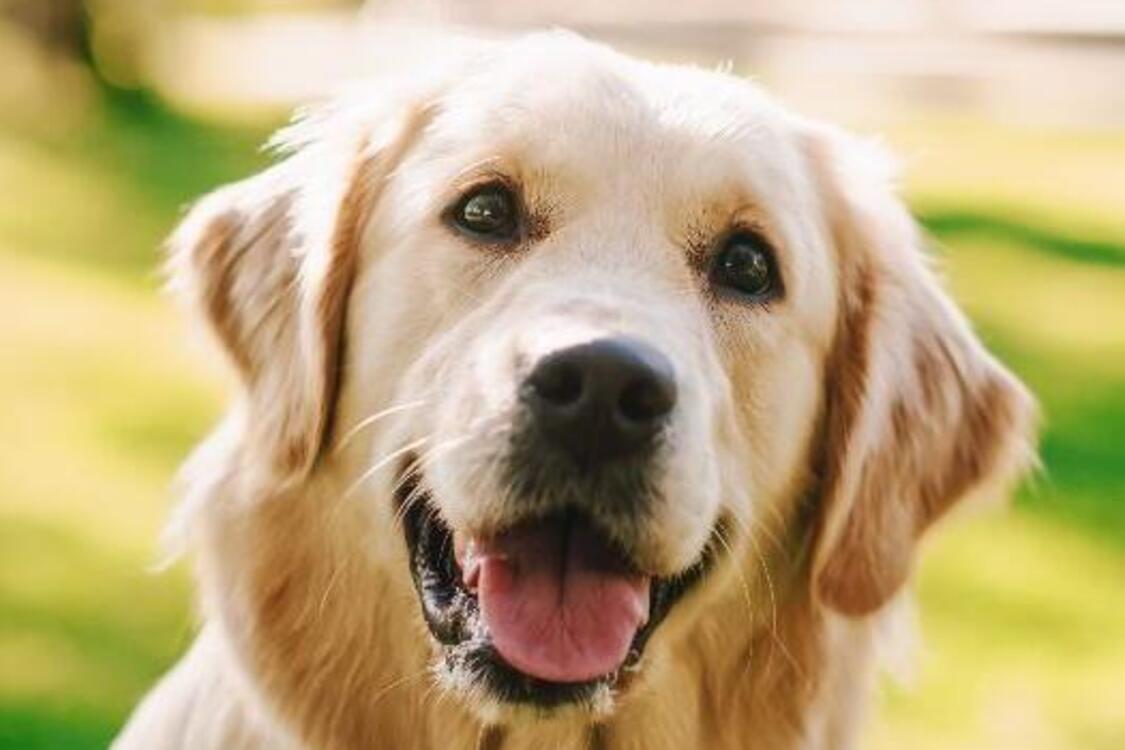 Преданные и послушные: топ пород самых надежных собак