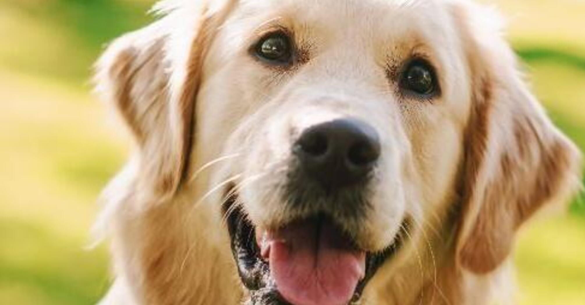 Преданные и послушные: топ пород самых надежных собак