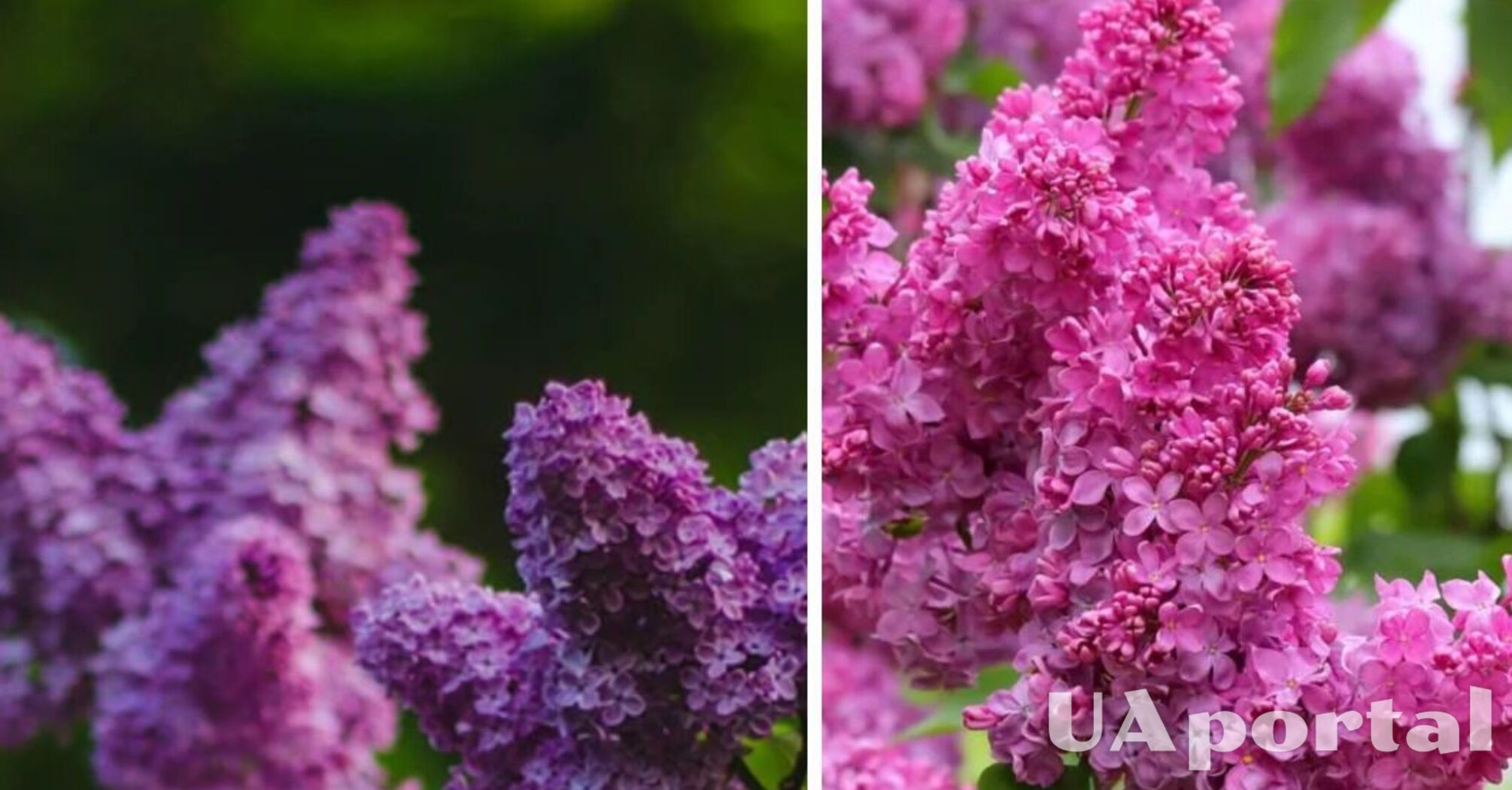 Потепління до 24 тепла: коли очікувати в Україні  