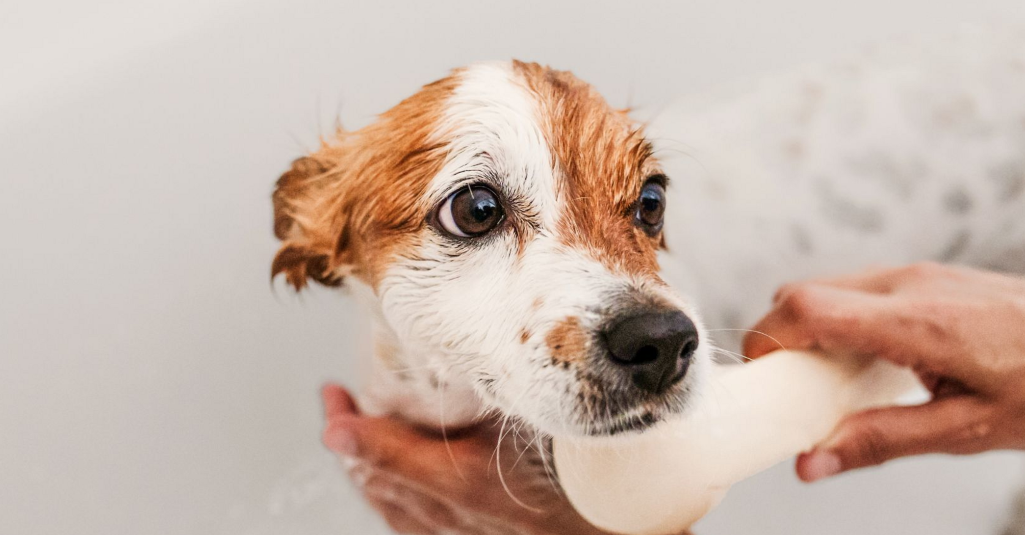 Як часто купати собаку, щоб не зашкодити здоровʼю   