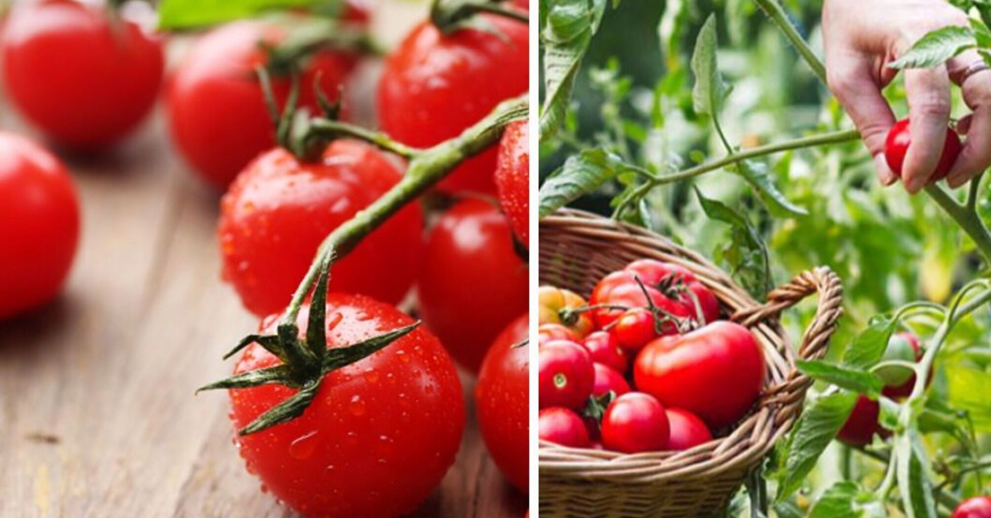 В Украине резко выросли цены на популярный овощ: сколько стоят