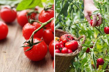 В Україні різко зросли ціни на популярний овоч: скільки коштують