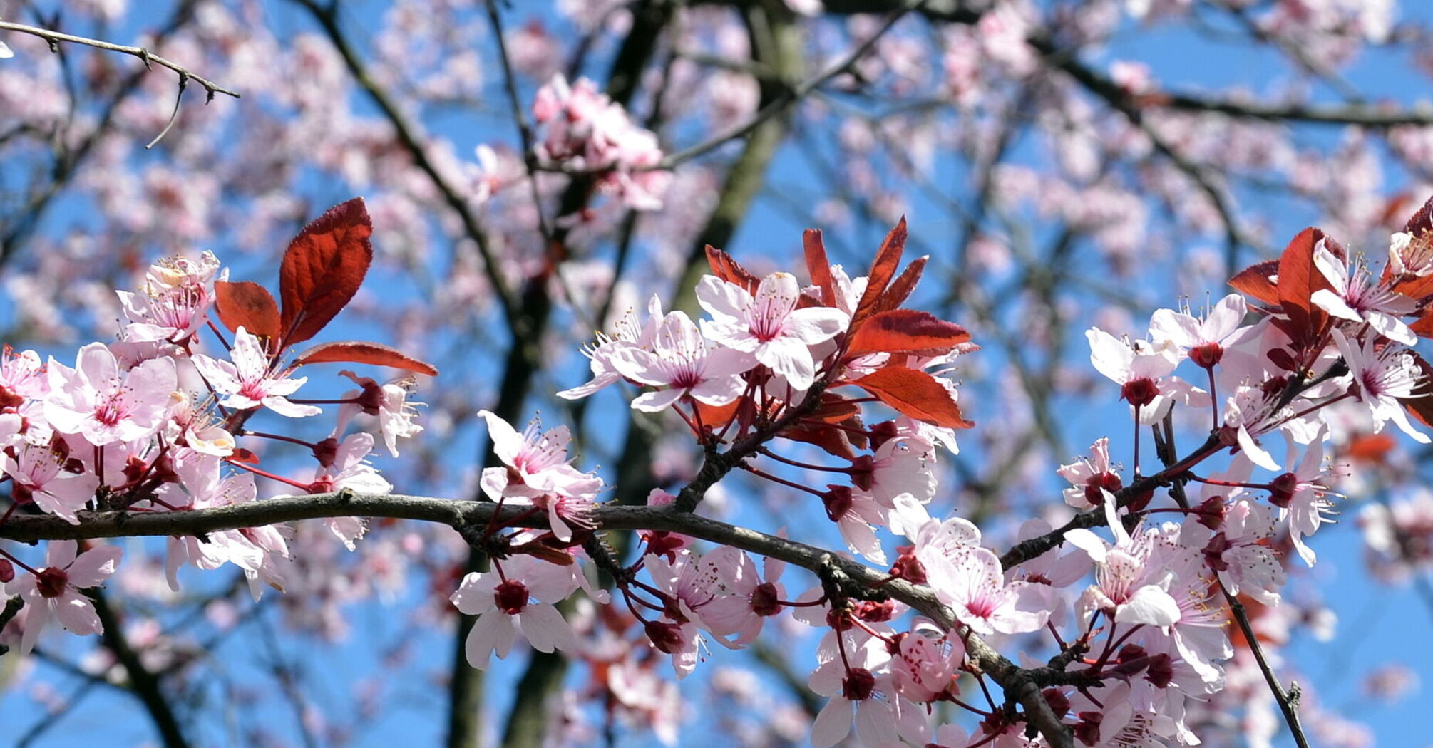 Переменная погода с 17 тепла до нуля: прогноз погоды в Украине на неделю