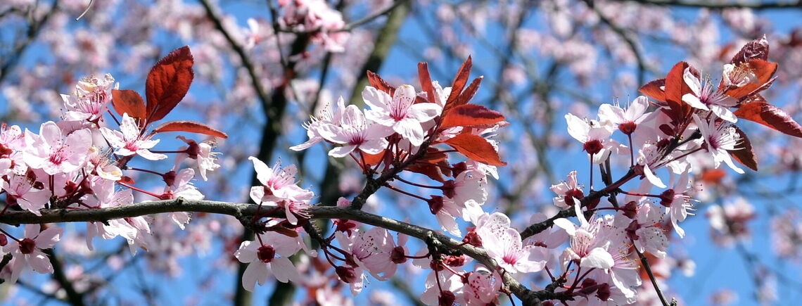 Переменная погода с 17 тепла до нуля: прогноз погоды в Украине на неделю