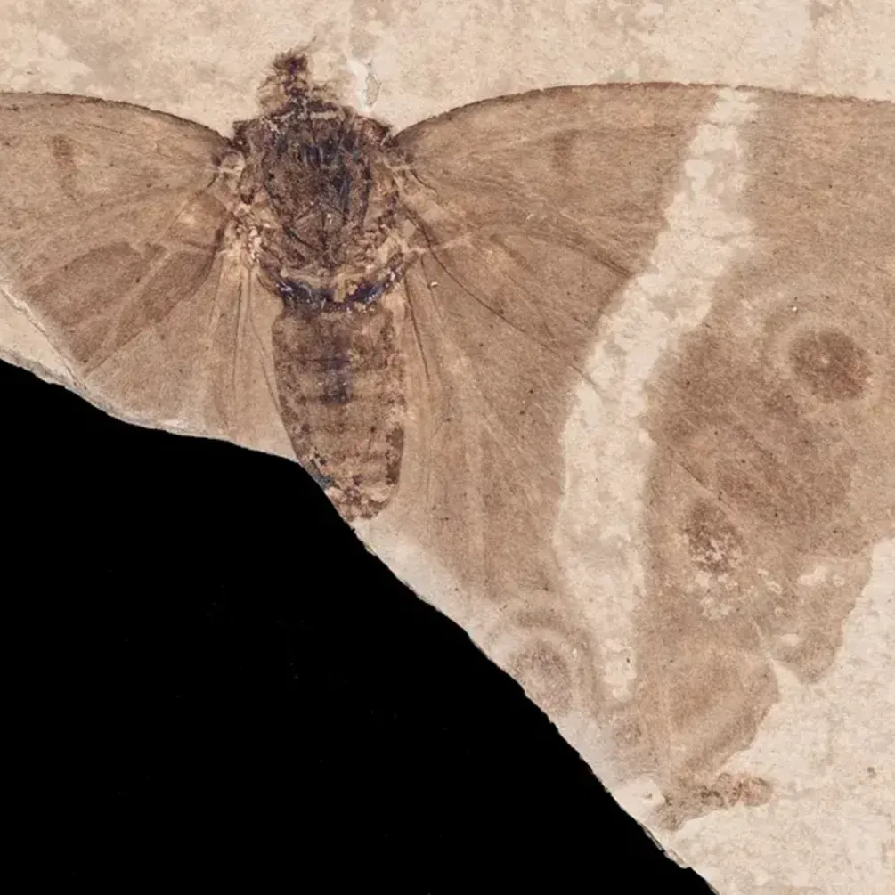 Уникальная возможность заглянуть в древнюю жизнь: ученые нашли окаменевшую бабочку в возрасте 34 миллиона лет (фото)