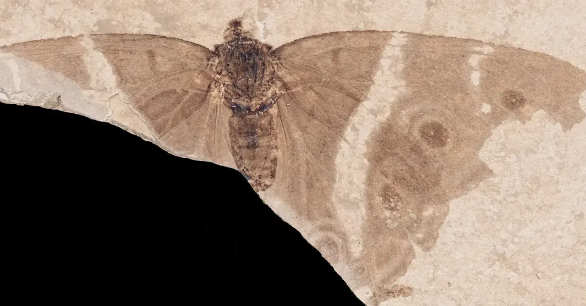 Уникальная возможность заглянуть в древнюю жизнь: ученые нашли окаменевшую бабочку в возрасте 34 миллиона лет (фото)