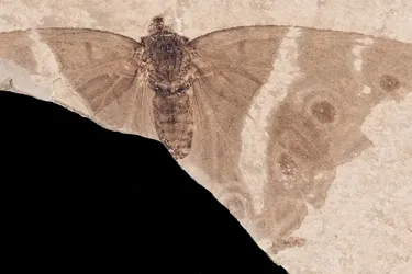 Уникальная возможность заглянуть в древнюю жизнь: ученые нашли окаменевшую бабочку в возрасте 34 миллиона лет (фото)