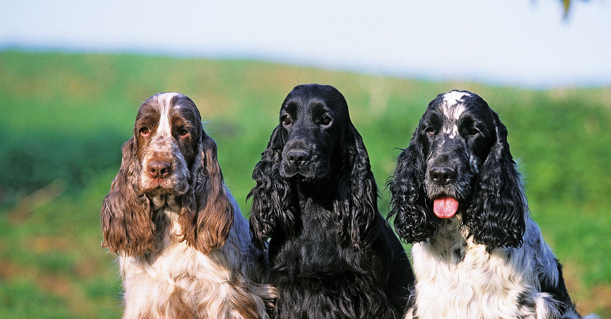 Они почти не болеют: топ здоровых пород собак