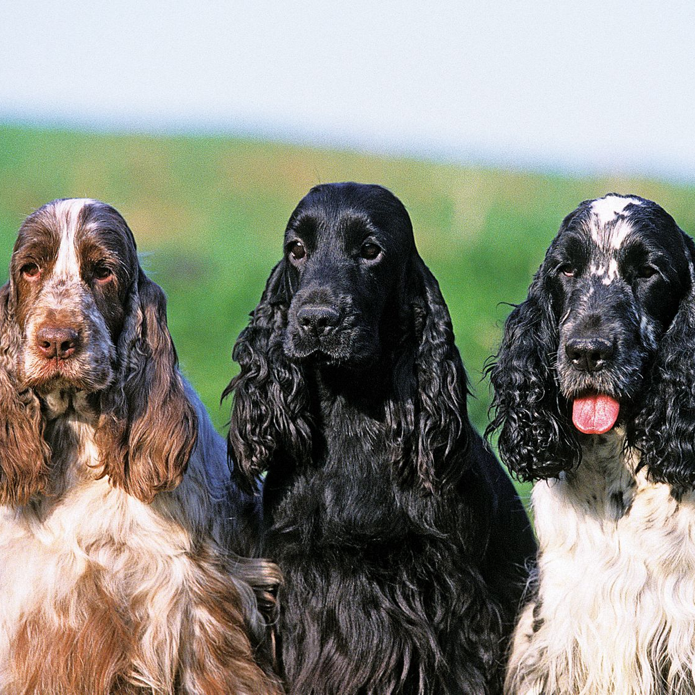 Вони майже не хворіють: топ найздоровіших порід собак