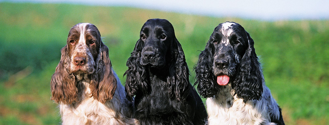 Вони майже не хворіють: топ найздоровіших порід собак