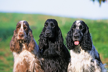Они почти не болеют: топ здоровых пород собак