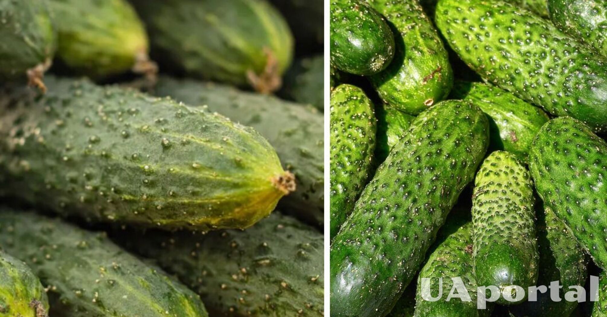 В Україні подешевшав популярний овоч: скільки коштує  