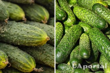 В Украине подешевел популярный овощ: сколько стоит