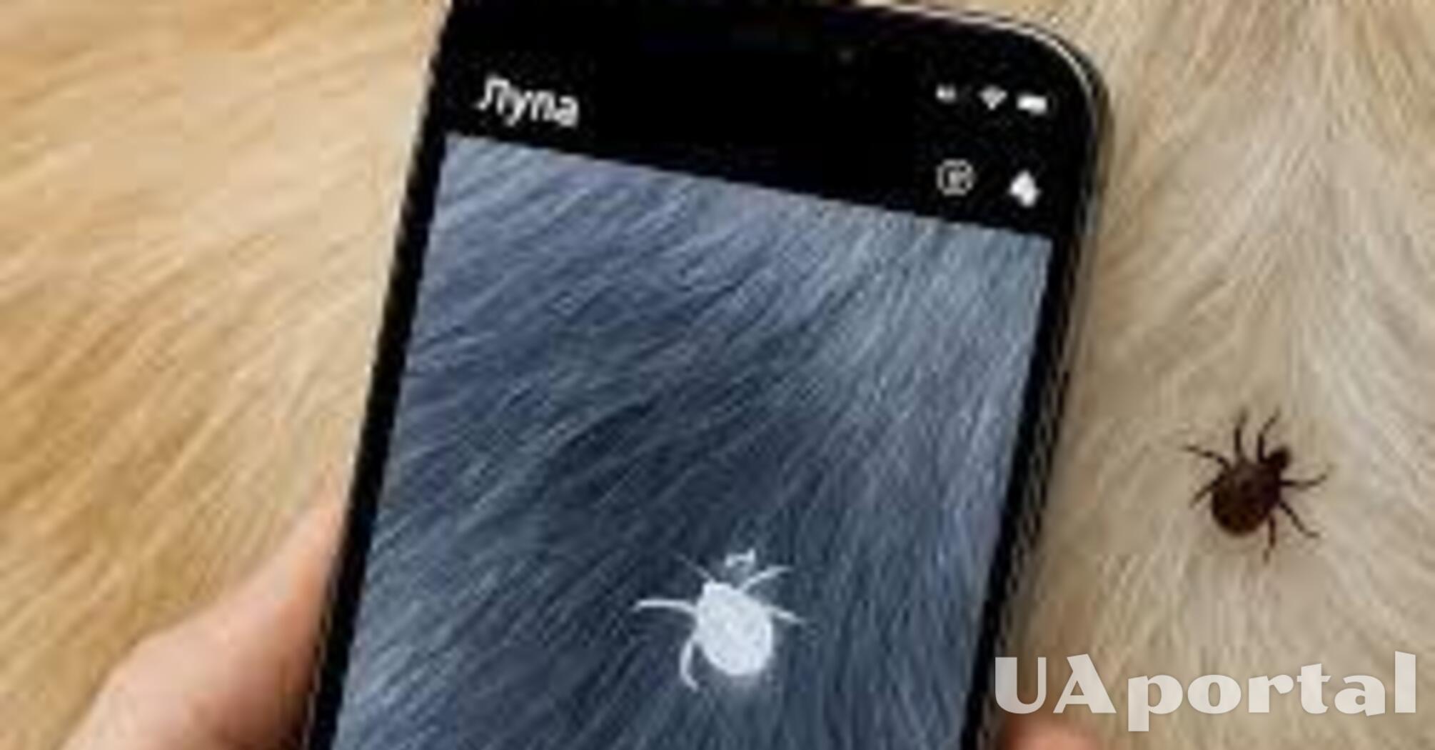 Как найти клеща с помощью телефона: простой лайфхак