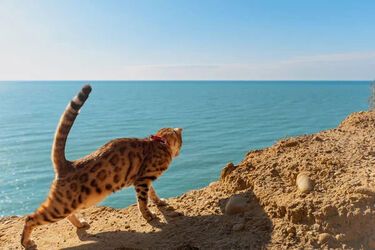 Чи можна брати кота на море: ветеринари дали остаточну відповідь