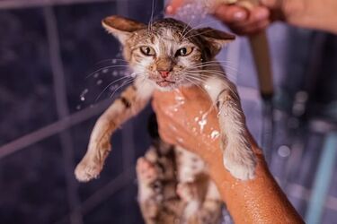 Як часто можна купати кота і чи потрібно це робити: відповідь ветеринарів