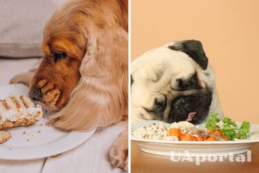 Могут стать причиной серьезных проблем: какие летние продукты запрещено давать собакам