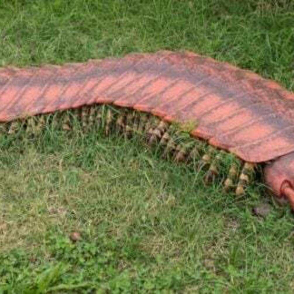 Arthropleura: древняя сороконожка размером с авто и загадка её гигантских размеров
