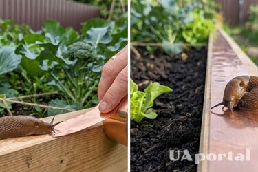 Взлетные снизить ваш урожай за ночь: как бороться с улитками на огороде