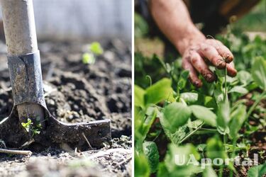 Як боротись зі шкідниками на городі восени: дієві способи від фахівців