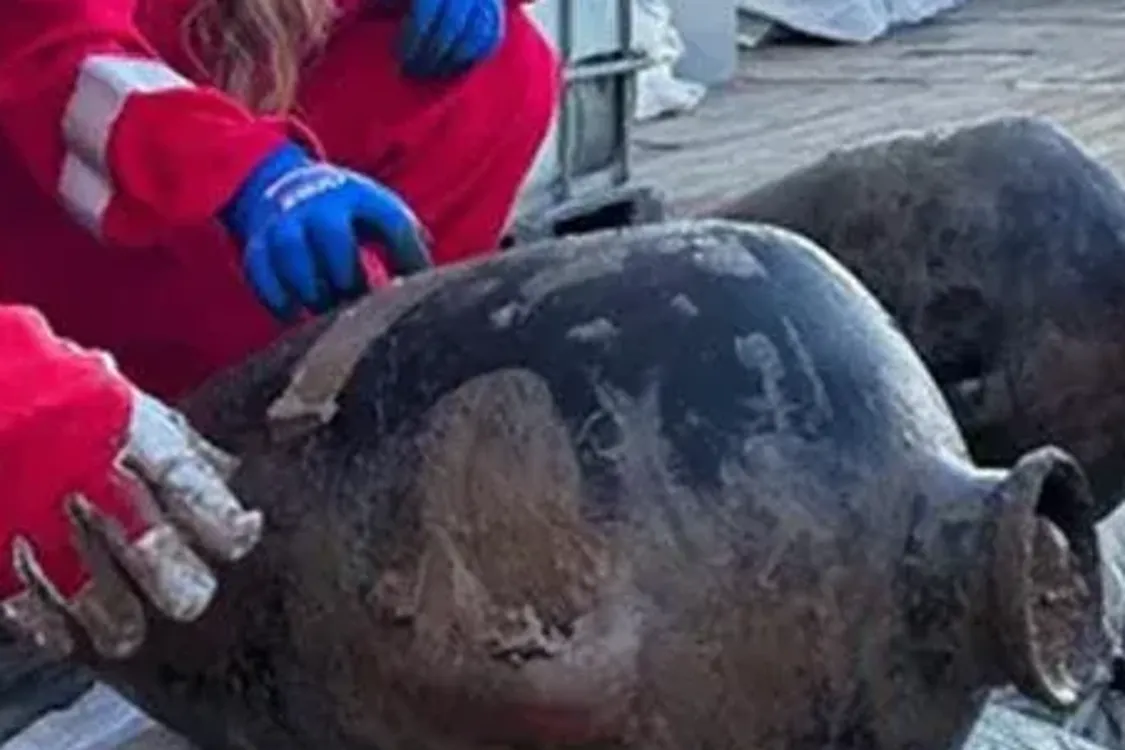 В Средиземном море нашли останки корабля с грузом 3300 лет (фото)